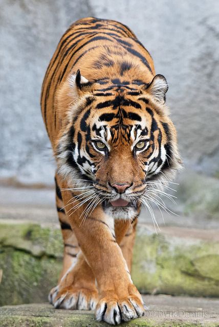 Animal Alphabet Wallpapers